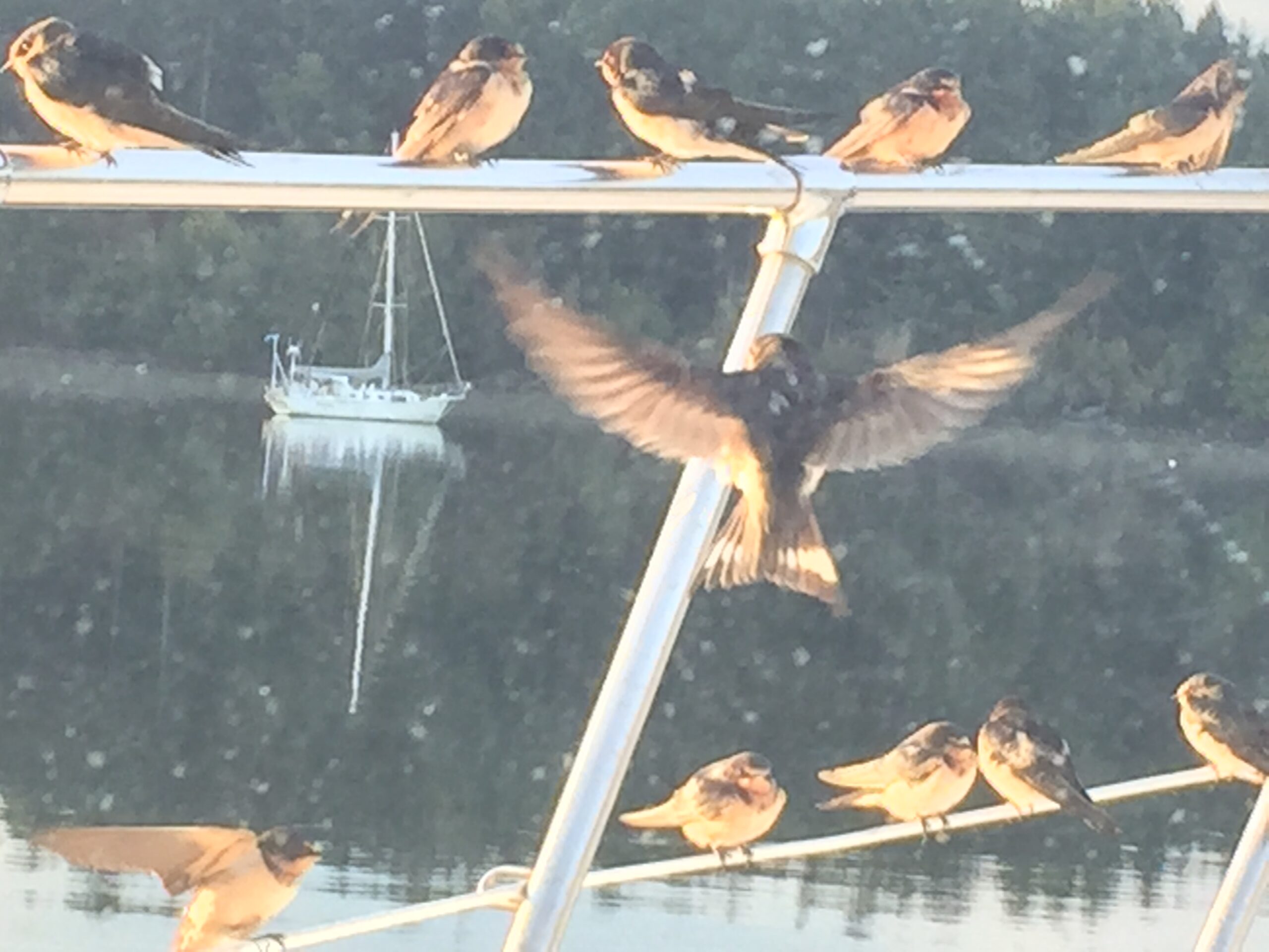 intuition image with birds rested on the edge of a boat railing.
