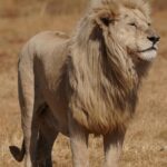 listening beyond limitations