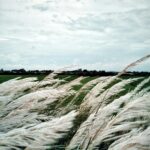 grasses shifting in wind but remaining grounded