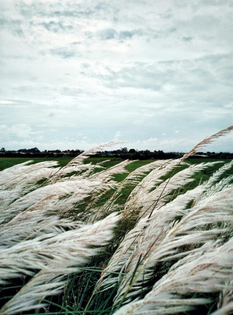 grasses shifting in wind but remaining grounded