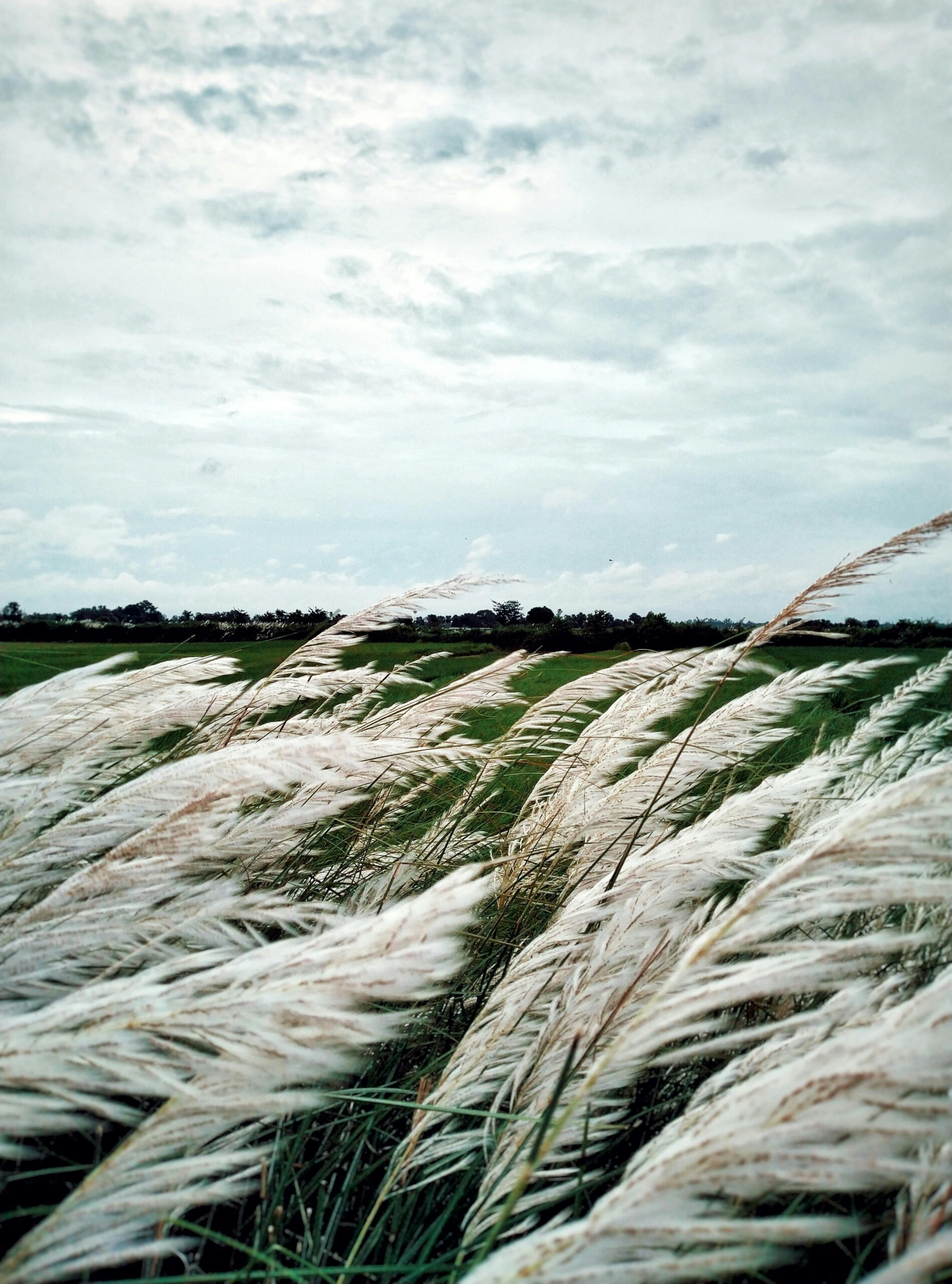 grasses shifting in wind but remaining grounded