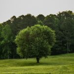 A solitary tree standing in a grassy field with a grove of green trees in the background