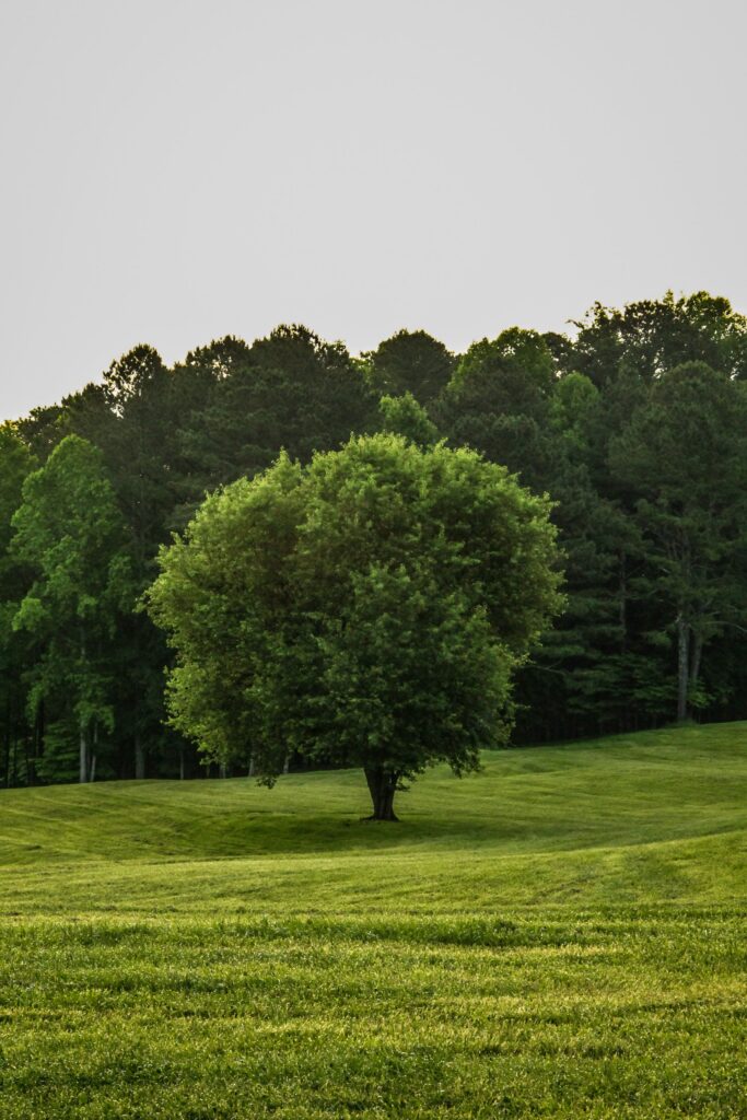 A solitary tree standing in a grassy field with a grove of green trees in the background