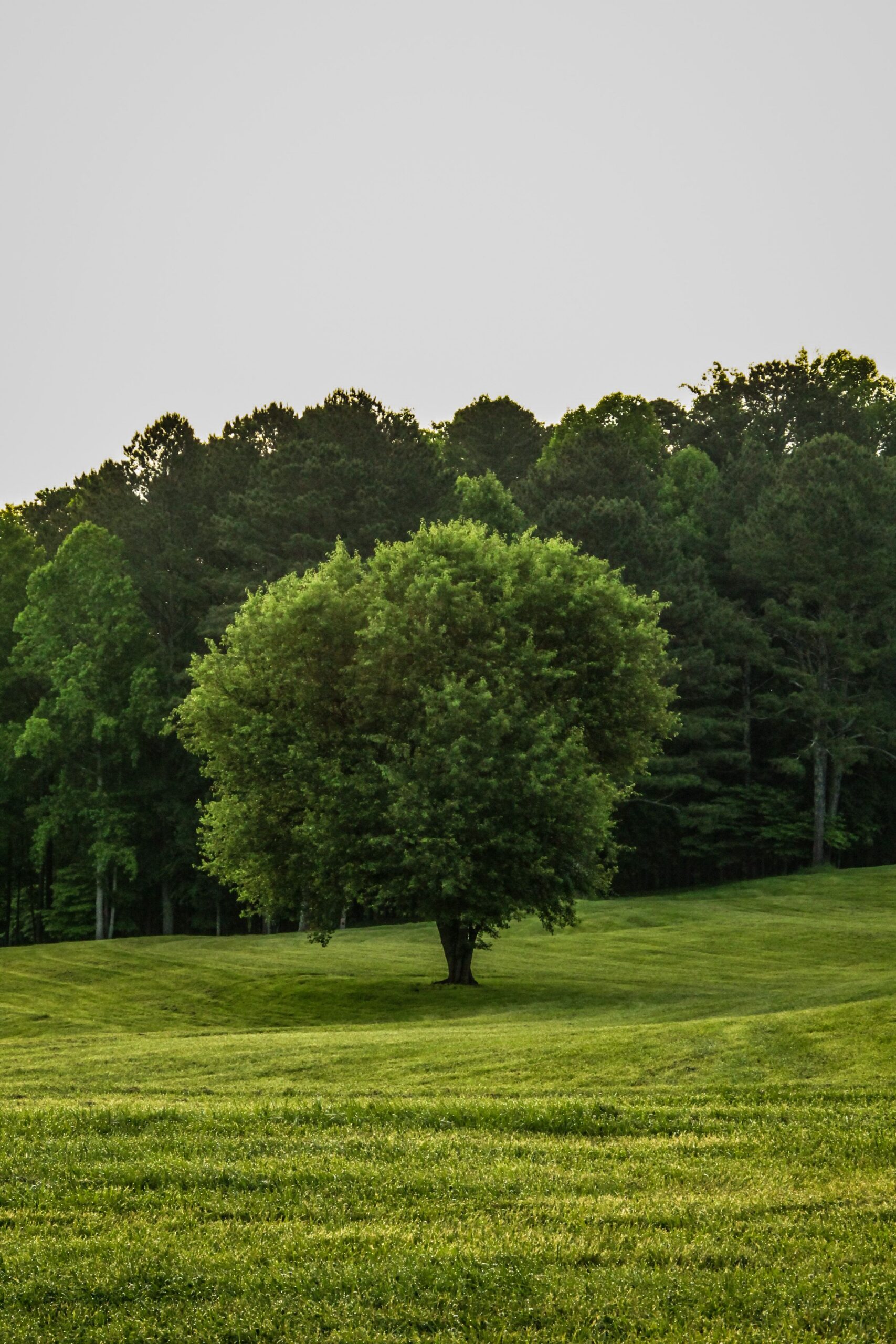 still-solitary-not-alone-tree.jpg - Jan L. Bowen A solitary tree standing in a grassy field with a grove of green trees in the background