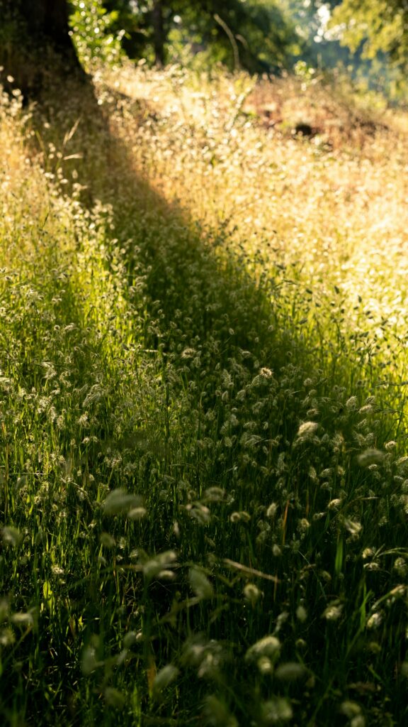 sunlit grassy meadow with wildflowers and possibly a path. Shadowed in sections.